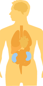 Human Kidneys