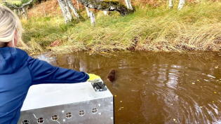 beavers being released