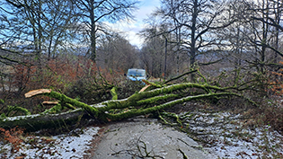 Storm Eowyn Inveraray Fallen tree on access to Water Treatment Works at Inveraray during Storm Eowyn