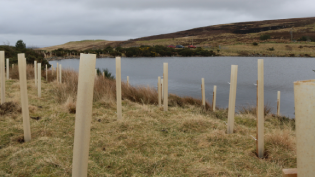 Newly planted trees with tree guards at Clunas Reservoir