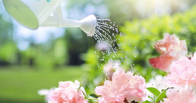 Saving Water white watering can watering shrub with pink flowers