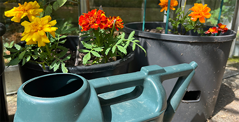 Use Water Wisely when on holiday yellow, red and orange flowers in pots with a green watering can