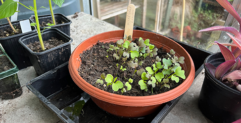 Julianne Robertson Saving Water Blog seedlings growing in a round planter