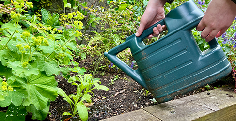 Julianne Robertson Saving Water Blog gardening influencer Julianne Robertson using a watering can to water her garden plants