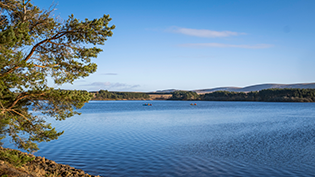Gladhouse Reservoir shore side view of Gladhouse Reservoir with tree on left hand side